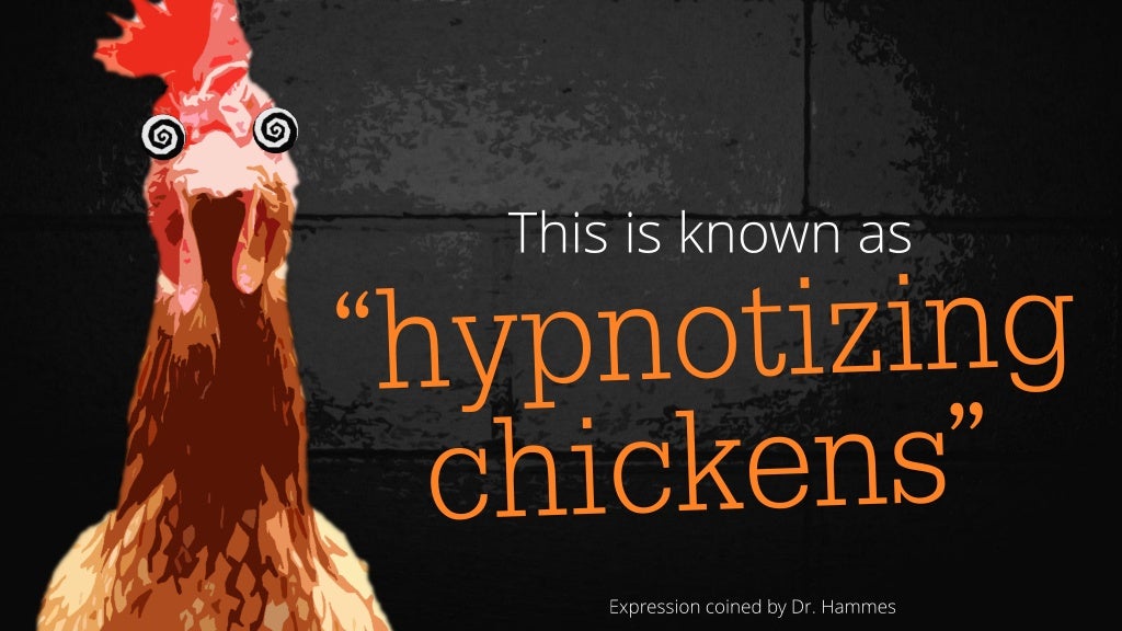 Chicken Hypnosis & Bad Presentations PresentationTips