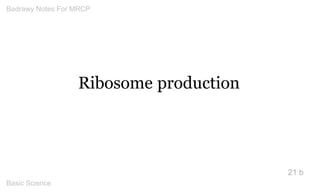 Ribosome production 
21 b 
Badrawy Notes For MRCP 
Basic Science 
 