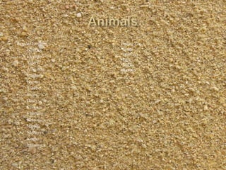 AnimalsRegular ExhibitsGiraffes