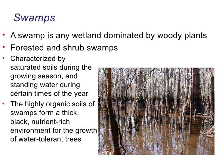 Bae 495r Wetland Ecology