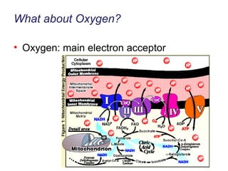 What about Oxygen? Oxygen: main electron acceptor 