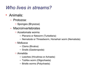Who lives in streams? Animals: Protozoa: Sponges (Bryozoa) Macroinvertebrates Acoelomate worms Planaria or flatworm (Turbellaria) Nematode or Threadworm, Horsehair worm (Nematoda) Mollusca Clams (Bivalva) Snails (Gasteropoda) Annelida Leeches (Hirudinea or Achaeta) Tubifex worm (Oligochaeta) Bristle worms (Polychaeta) 