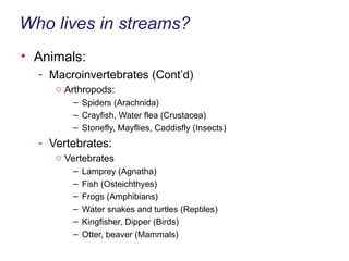 Who lives in streams? Animals: Macroinvertebrates (Cont’d) Arthropods: Spiders (Arachnida) Crayfish, Water flea (Crustacea) Stonefly, Mayflies, Caddisfly (Insects) Vertebrates: Vertebrates Lamprey (Agnatha) Fish (Osteichthyes) Frogs (Amphibians) Water snakes and turtles (Reptiles) Kingfisher, Dipper (Birds)  Otter, beaver (Mammals) 