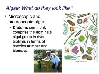 Algae: What do they look like? Microscopic and macroscopic algae Diatoms  commonly comprise the dominate algal group in river biofilms in terms of species number and biomass. 