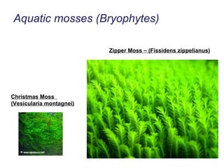 Aquatic mosses (Bryophytes) Christmas Moss  (Vesicularia montagnei) Zipper Moss – (Fissidens zippelianus) 