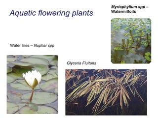 Aquatic flowering plants Myriophyllum spp –  Watermilfoils Water lilies –  Nuphar spp Glyceria Fluitans 