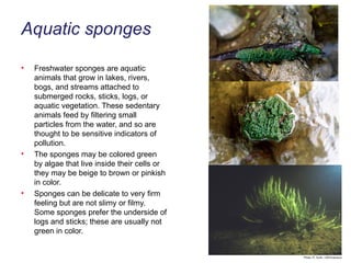 Aquatic sponges Freshwater sponges are aquatic animals that grow in lakes, rivers, bogs, and streams attached to submerged rocks, sticks, logs, or aquatic vegetation. These sedentary animals feed by filtering small particles from the water, and so are thought to be sensitive indicators of pollution. The sponges may be colored green by algae that live inside their cells or they may be beige to brown or pinkish in color.  Sponges can be delicate to very firm feeling but are not slimy or filmy. Some sponges prefer the underside of logs and sticks; these are usually not green in color. 