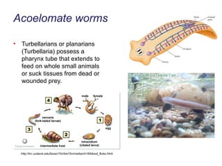 Acoelomate worms Turbellarians or planarians (Turbellaria) possess a pharynx tube that extends to feed on whole small animals or suck tissues from dead or wounded prey. http://trc.ucdavis.edu/biosci10v/bis10v/media/ch16/blood_fluke.html 