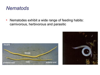 Nematods Nematodes exhibit a wide range of feeding habits: carnivorous, herbivorous and parasitic 
