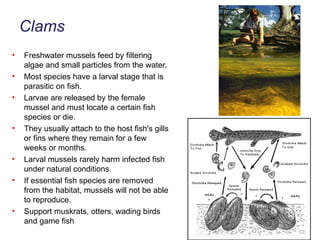 Clams Freshwater mussels feed by filtering algae and small particles from the water.  Most species have a larval stage that is parasitic on fish.  Larvae are released by the female mussel and must locate a certain fish species or die.  They usually attach to the host fish's gills or fins where they remain for a few weeks or months.  Larval mussels rarely harm infected fish under natural conditions.  If essential fish species are removed from the habitat, mussels will not be able to reproduce. Support muskrats, otters, wading birds and game fish 
