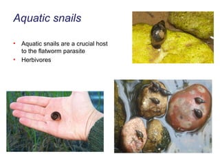 Aquatic snails Aquatic snails are a crucial host to the flatworm parasite Herbivores 