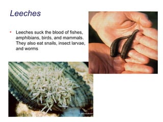 Leeches Leeches suck the blood of fishes, amphibians, birds, and mammals. They also eat snails, insect larvae, and worms 
