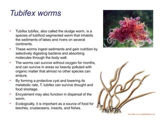 Tubifex worms Tubifex tubifex, also called the sludge worm, is a species of tubificid segmented worm that inhabits the sediments of lakes and rivers on several continents.  These worms ingest sediments and gain nutrition by selectively digesting bacteria and absorbing molecules through the body wall.  The worms can survive without oxygen for months, and can survive in areas so heavily polluted with organic matter that almost no other species can endure.  By forming a protective cyst and lowering its metabolic rate, T. tubifex can survive drought and food shortage.  Encystment may also function in dispersal of the worm.  Ecologically, it is important as a source of food for leeches, crustaceans, insects, and fishes. 
