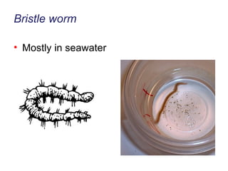 Bristle worm Mostly in seawater 