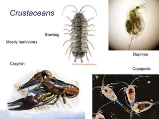 Crustaceans Sawbug Crayfish Daphnia Copepods Mostly herbivores 