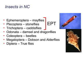 Insects in NC Ephemeroptera – mayflies Plecoptera – stoneflies Trichoptera – caddisflies Odonata – damsel and dragonflies Coleoptera – beetles Megaloptera – Dobson and Alderflies Diptera – True flies EPT 