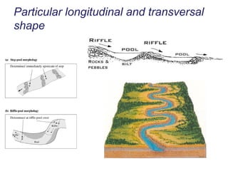 Particular longitudinal and transversal shape 
