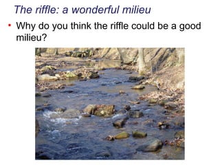 Why do you think the riffle could be a good milieu? The riffle: a wonderful milieu 