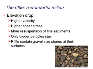 The riffle: a wonderful milieu Elevation drop Higher velocity Higher shear stress More resuspension of fine sediments Only bigger particles stay Riffle contain gravel size stones at their surfaces 