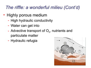 The riffle: a wonderful milieu (Cont’d) Highly porous medium High hydraulic conductivity Water can get into Advective transport of O 2 , nutrients and particulate matter Hydraulic refugia 