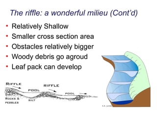 The riffle: a wonderful milieu (Cont’d) Relatively Shallow  Smaller cross section area Obstacles relatively bigger Woody debris go agroud Leaf pack can develop 