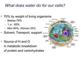 70% by weight of living organisms Babies:78% 1 yr : 65% Men 60%, Women 55% Solvent, Transport, support Source of H and O in metabolic breakdown  of protein and carbohydrates What does water do for our cells? 
