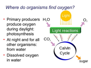 Where do organisms find oxygen? Primary producers produce oxygen during daylight: photosynthesis At night and for all other organisms: from water Dissolved oxygen in water 