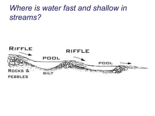 Where is water fast and shallow in streams? 