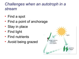 Challenges when an autotroph in a stream Find a spot Find a point of anchorage Stay in place Find light Find nutrients Avoid being grazed 