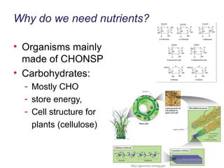 Why do we need nutrients? Organisms mainly made of CHONSP Carbohydrates: Mostly CHO store energy,  Cell structure for  plants (cellulose) 