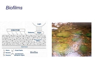 Biofilms 