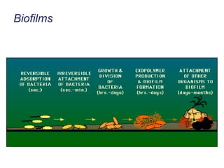 Biofilms 