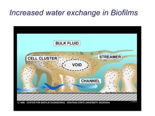Increased water exchange in Biofilms 