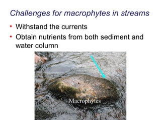 Challenges for macrophytes in streams Withstand the currents Obtain nutrients from both sediment and water column 