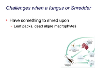 Challenges when a fungus or Shredder Have something to shred upon Leaf packs, dead algae macrophytes 