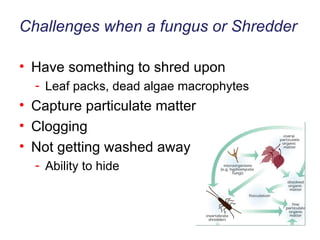 Challenges when a fungus or Shredder Have something to shred upon Leaf packs, dead algae macrophytes Capture particulate matter Clogging Not getting washed away Ability to hide 