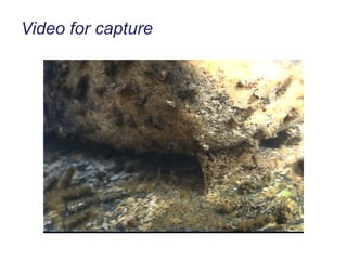 Video for capture 
