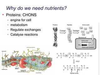 Why do we need nutrients? Proteins: CHONS engine for cell  metabolism Regulate exchanges Catalyse reactions 