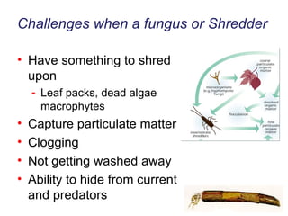 Challenges when a fungus or Shredder Have something to shred upon Leaf packs, dead algae macrophytes Capture particulate matter Clogging Not getting washed away Ability to hide from current and predators 