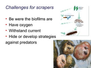 Challenges for scrapers  Be were the biofilms are Have oxygen Withstand current Hide or develop strategies against predators 