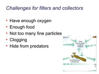 Challenges for filters and collectors Have enough oxygen Enough food Not too many fine particles Clogging Hide from predators 