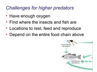 Challenges for higher predators Have enough oxygen Find where the insects and fish are Locations to rest, feed and reproduce Depend on the entire food chain above 