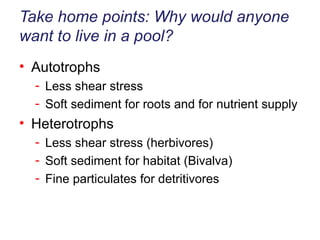 Take home points: Why would anyone want to live in a pool? Autotrophs Less shear stress Soft sediment for roots and for nutrient supply Heterotrophs Less shear stress (herbivores) Soft sediment for habitat (Bivalva) Fine particulates for detritivores 