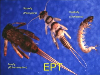 Biological indicators of good health Mayfly  (Ephemeroptera) Stonefly (Plecoptera) Caddisfly (Trichoptera) EPT 