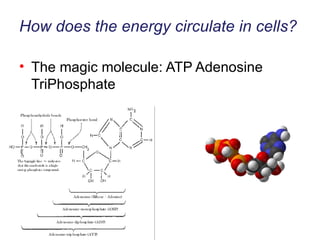 How does the energy circulate in cells? The magic molecule: ATP Adenosine TriPhosphate 