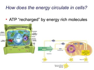 How does the energy circulate in cells? ATP “recharged” by energy rich molecules 