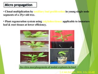 Monday,March23,2015
10
• Clonal multiplication by auxiliary bud proliferation in young single node
segments of a 25yr old tree.
• Plant regeneration system using cotyledon tissues applicable to immature
leaf & root tissues at lower efficiency.
In-vitro morphogenesis of nodal explants in bael
[ J.Adv.Sci.Res, 2010, 1(2); 34-40]
 