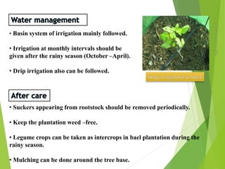 Monday,March23,2015
12
• Basin system of irrigation mainly followed.
• Irrigation at monthly intervals should be
given after the rainy season (October –April).
• Drip irrigation also can be followed.
• Suckers appearing from rootstock should be removed periodically.
• Keep the plantation weed –free.
• Legume crops can be taken as intercrops in bael plantation during the
rainy season.
• Mulching can be done around the tree base.
 