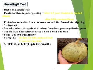 Monday,March23,2015
13
• Bael is climacteric fruit
• Plants start fruiting after planting = After 4-5 years (budded & grafted
plants)
after 8-10 years(seedlings)
• Fruit takes around 8-10 months to mature and 10-12 months for ripening
after fruit set.
• Maturity index - change in skull colour from dark green to yellowish green.
• Mature fruit is harvested individually with 5 cm fruit stalk.
• Yield – 300-400 fruits/tree/yr
• Storage life – 15 days for fully matured fruit
1 week for ripe fruit
• At 10o C, it can be kept up to three months.
 