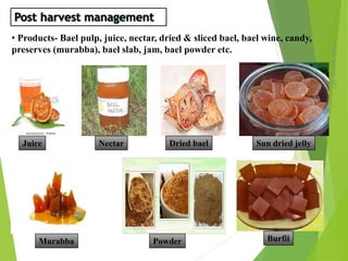 Monday,March23,2015
14
• Products- Bael pulp, juice, nectar, dried & sliced bael, bael wine, candy,
preserves (murabba), bael slab, jam, bael powder etc.
Juice Nectar Dried bael
Murabba Powder Burfii
Sun dried jelly
 